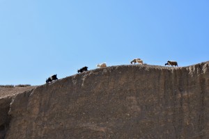 Berggeiten